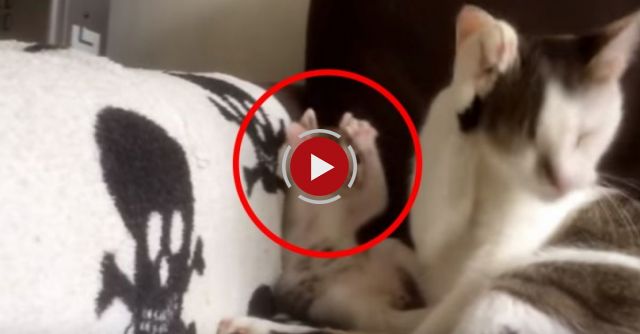 Super Cute Kitten Copies Her Mom 
