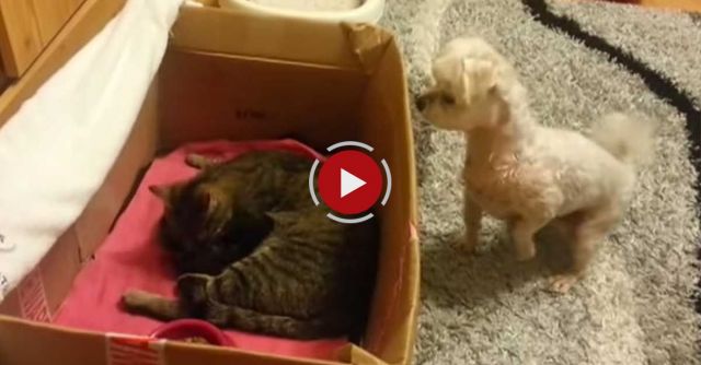 My Dog's First Time To See A Baby Kitty