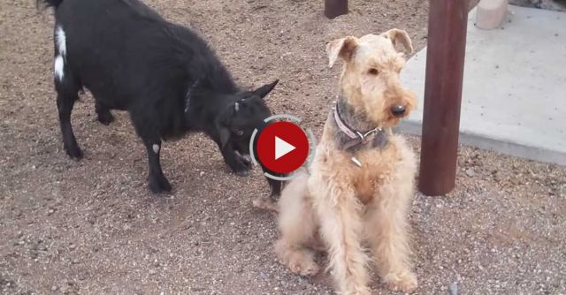 Funny Goat Licks Dog!