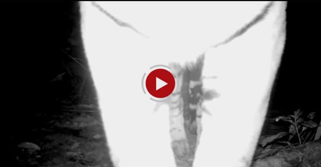 Catching A Tiger By The Toe, Literally