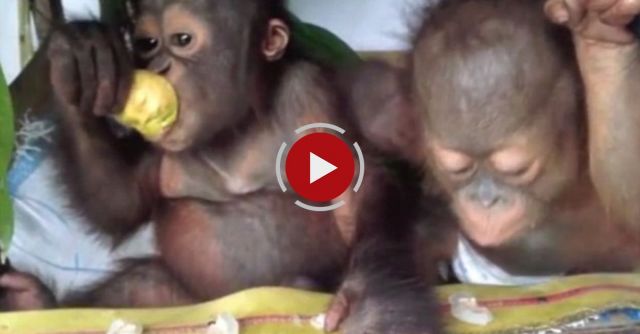 Adorable Orangutan Babies Enjoying Life