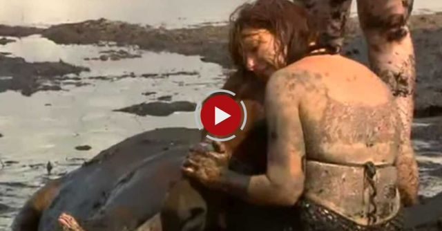 Horse Stuck In Mud Australia  Astro Rescued After Three-Hour Ordeal On Geelong Beach