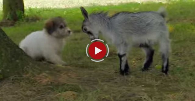 An Unlikely Pair: Pipsqueak And Snowflake | Too Cute!