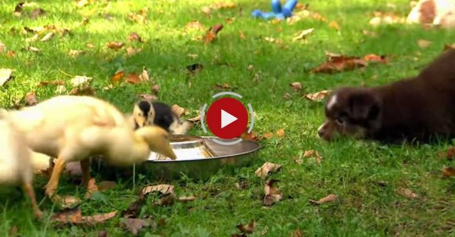 Small Pups And Baby Ducks | Too Cute!