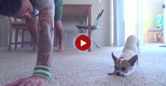 Yoga Time With A Cute Chihuahua