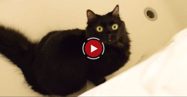 8 Signs Your Cat Is Trying To Kill You!