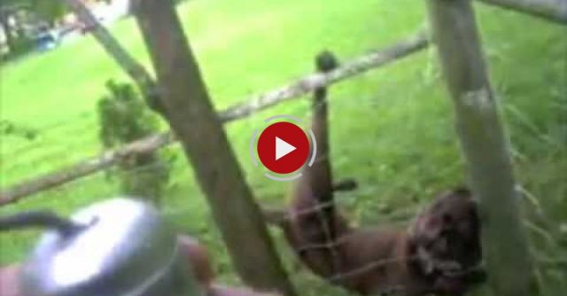 Dog Surprises Officer After Being Freed From A Fence