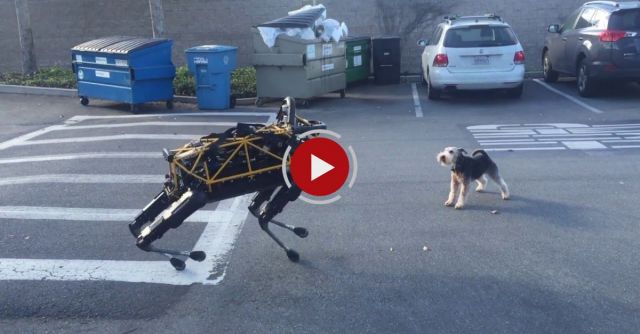 Fido Vs Spot — Animal Vs Robot