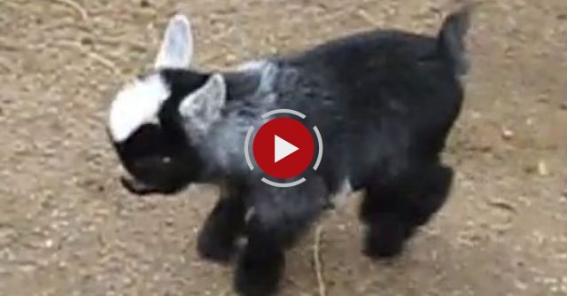 Pygmy Goat Happy Dance