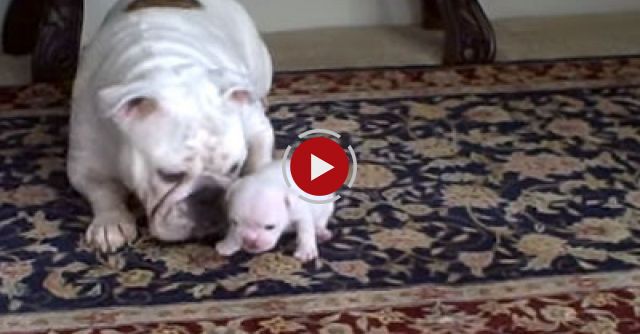 Elvis The Bulldog Puppy Reads His Mom The Riot Act