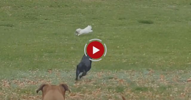 Cat Jumps Over Fence To Get Away From Dog