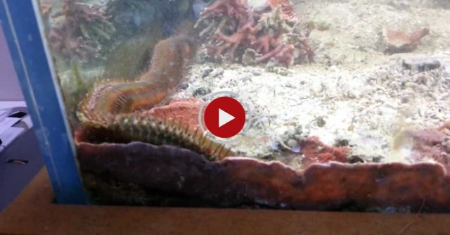 HUGE Eunice / Bristle Worm