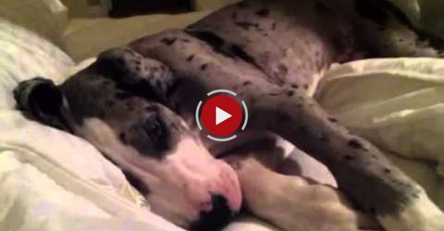 Grumpy Great Dane Puppy