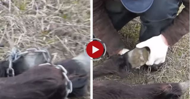 FOUR PAWS Heroes: How A Wild Horse Thanks Its Savior