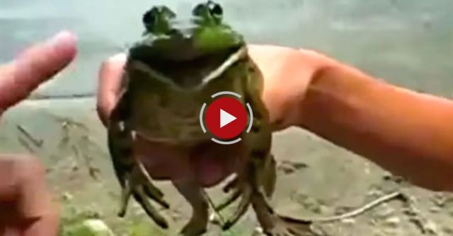 How To Play The Imperial March On A Toad In Youtube