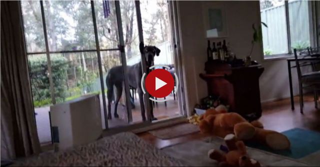 Great Dane Loves His Bath Time