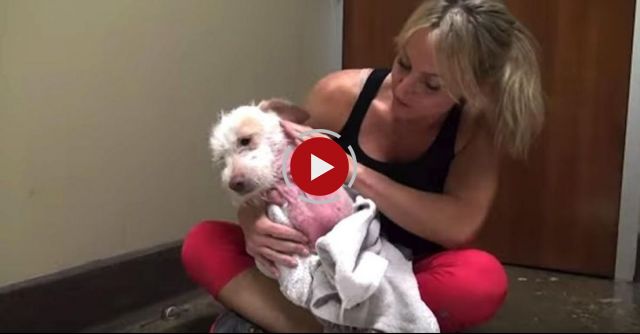 Hope For Paws: Homeless Sick Dog Living Under Cars For 7 Months - Finally Saved!  Please Share.