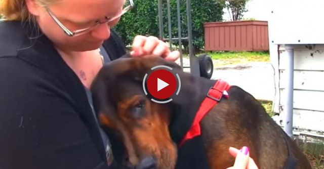 Abused Dog Kisses New Family