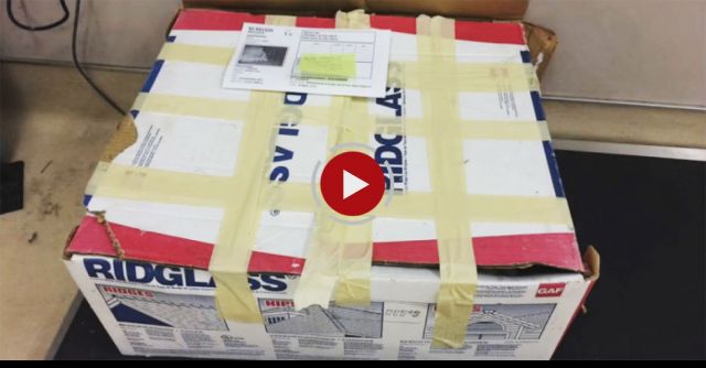 Opening Pandora's Box - The Makeover Of A Severely Neglected Dog Battling Cancer