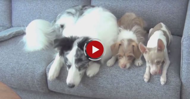 Amazing Double Dog Tricks