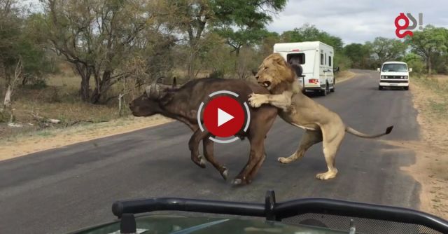 Lions Attack Buffalo Meters From Tourists