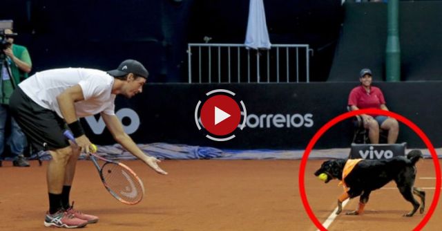 Street Dogs Retrieve Balls During Tennis Tournament