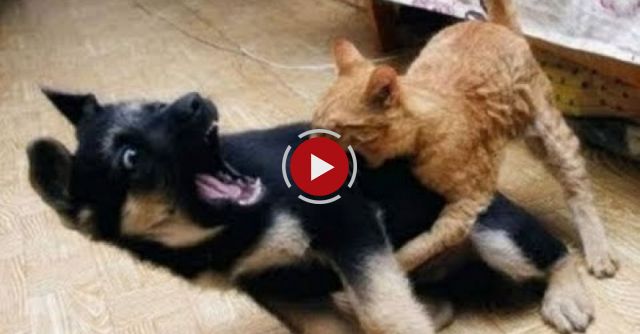 Best Funny Videos - Dogs Scared Of Cats - Funny Animal Compilation