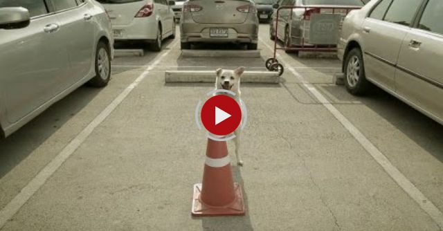  Dog, Mans Most Loyal Friend. 