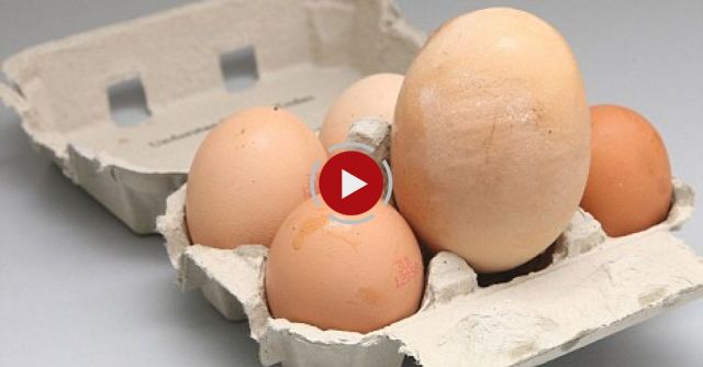 Biggest Chicken Egg In The World, Maybe ?