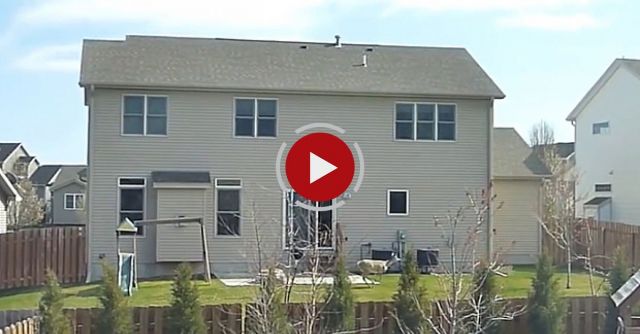 Deer Trapped In The Backyard