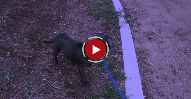 The Scariest Thing Hank Has Ever Seen!