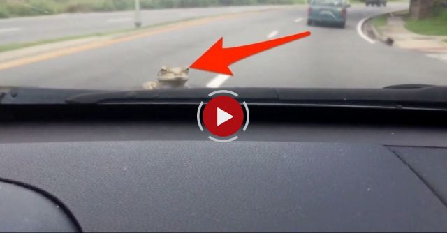 Windshield Frog Freakout