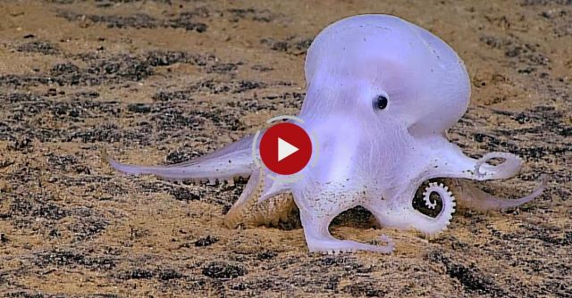 Ghostlike Octopus Found Lurking Deep Below The Sea