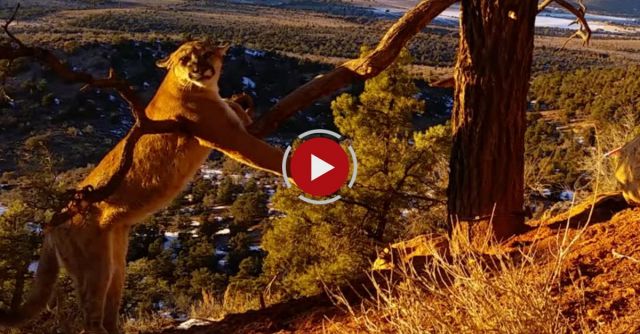 Large Cougar Released From Trap In Pine Valley Mountains