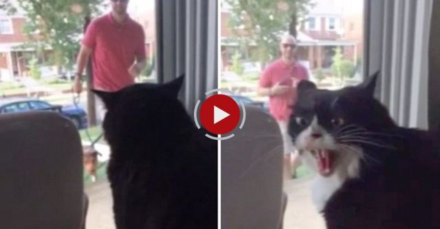 Cat Sees New Family Dog For The First Time: Freaks OUT