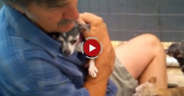 Harleigh, A Puppy Mill Survivor