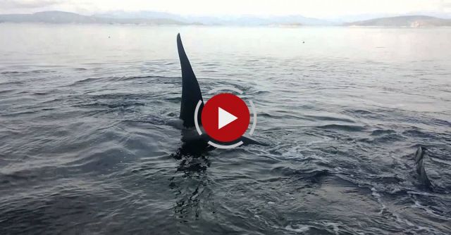 Orca's West Coast Canada