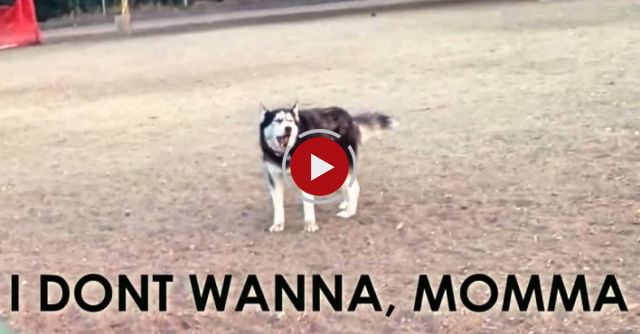 Howling Husky Doesn't Want To Leave Dog Park