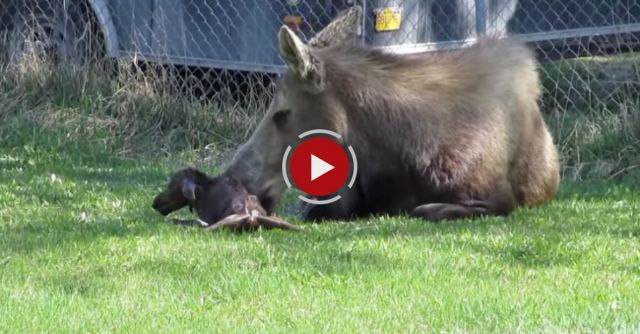 Mommy Moose Gives Birth To Twins!