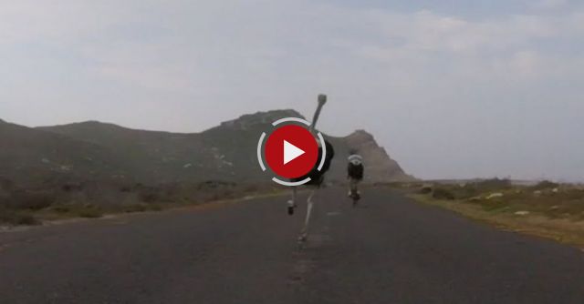 Cyclists Chased By An Ostrich. The Funniest Thing You'll See Today