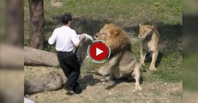 Crazy Man Jumps Into Lion Enclosure At The Taipei ZOO In Taiwan And Gets Attacked