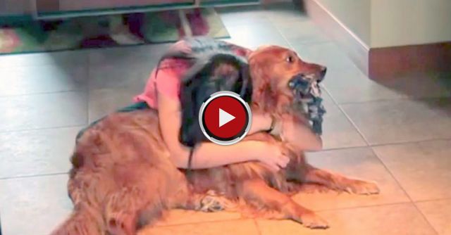 New Invention - ICPooch -- Internet Pet Treat Delivery & Video Chat