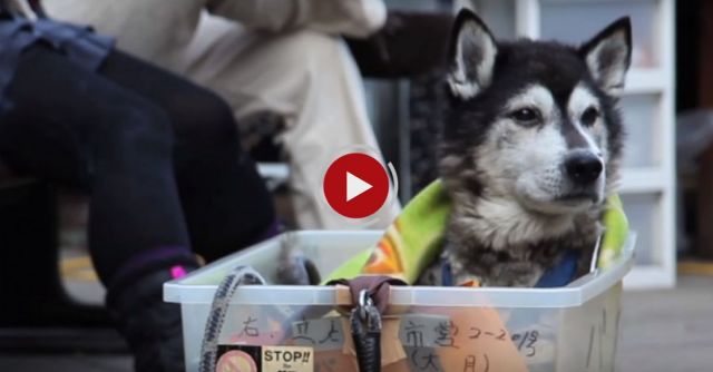 How To Treat An Old Dog