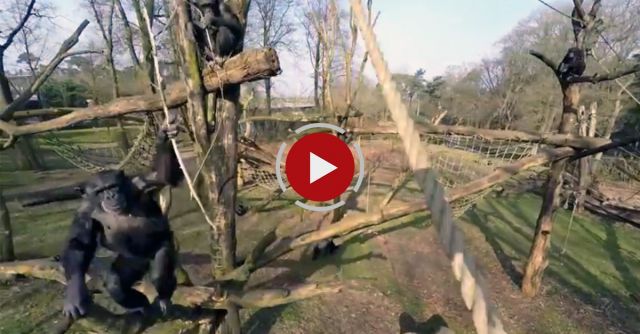 Chimpanzee Takes Out The Drone
