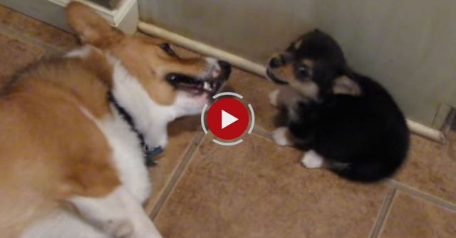 Corgi Reacts To Puppy Butt 