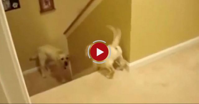 Dog And Cat Teaching Their Babies