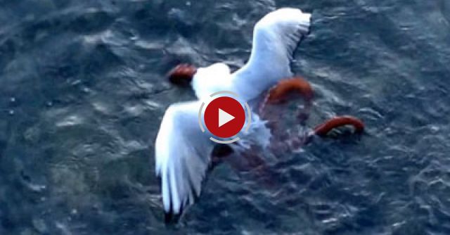 Octopus Catches And Eats A Sea Gull
