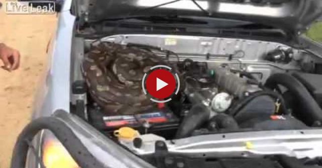 African Rock Python Finds An Inconvenient Place To Chill Out