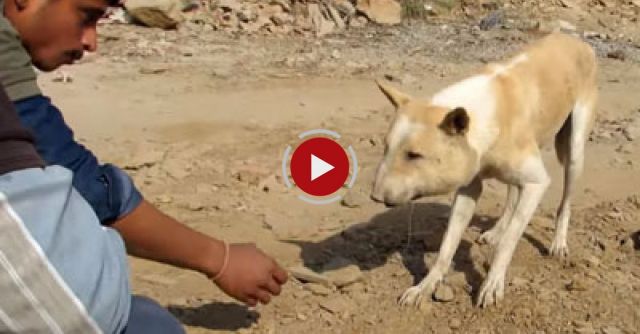 Street Dog Suffering From Huge Abscess Saved!
