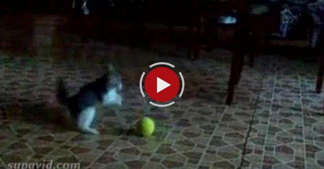 Kitten Vs A Scary Thing